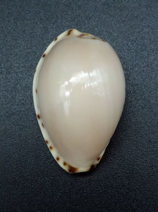Cypraea Notocypraea angustata GEM -,  25.  9 mm Australia cowrie seashell 5