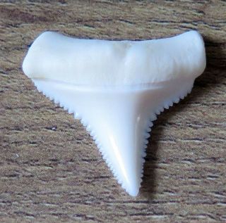 1.  008 " Lower Nature Modern Great White Shark Tooth (teeth)