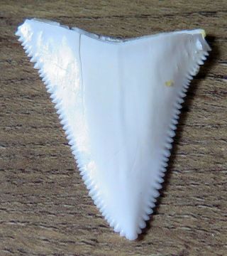 1.  597 " Upper Nature Modern Great White Shark Tooth (teeth)