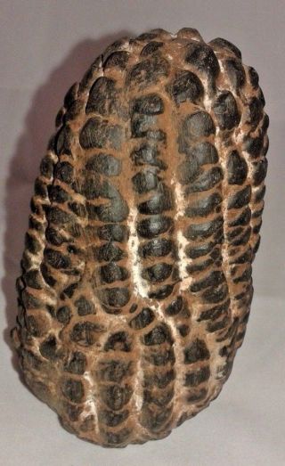 Peruvian Andean Corn Carved In Jiwaya Black Stone