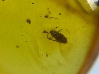 Uncommon Beetle&fly Bug Burmite Myanmar Burmese Amber Insect Fossil Dinosaur Age