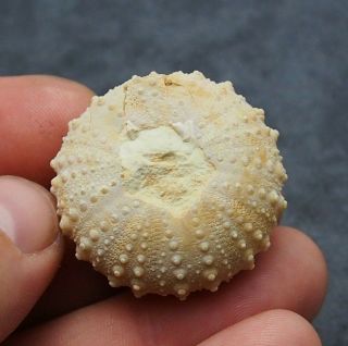 Echinoid 35x21mm Phymosoma Raguini Fossil Natural Sea Urchin