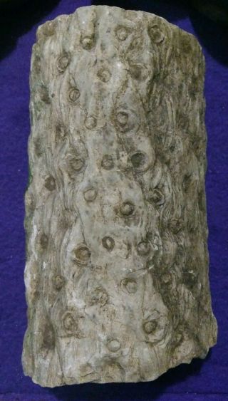 Stigmaria Lepidodendron Tree Root Fossil,  Found In Iowa Se Near Lovilia