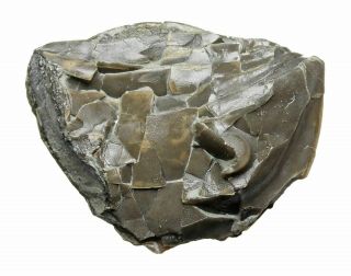 Ohio Trilobite,  Isotelus,  Sized Enrolled