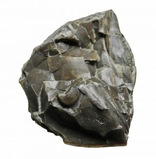 Ohio Trilobite,  Isotelus,  sized enrolled 2