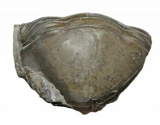 Ohio Trilobite,  Isotelus,  sized enrolled 3