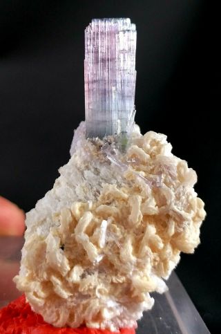 55 Carat Fantastic Bi Color Tourmaline Crystal Specimen @afghanistan