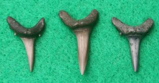 Sand Tiger Shark Teeth Florida Fossil Set Of 3 Beach Ocean Surf Sea Fishing