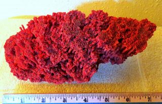 Natural Red Pipe Organ Coral 7x4x3 Inches Fragile Philippines W/case