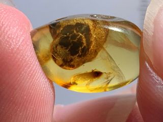 0.  7g Strange Unknown Item Burmite Myanmar Burma Amber Insect Fossil Dinosaur Age