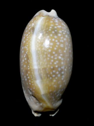 Formosa/seashell/cypraea Cervinetta 89mm