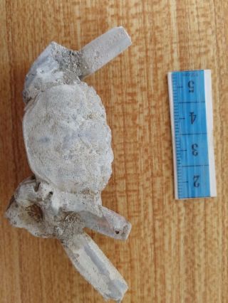 Rare Preciou Crab Fossil Specimen Madagascar Ac26