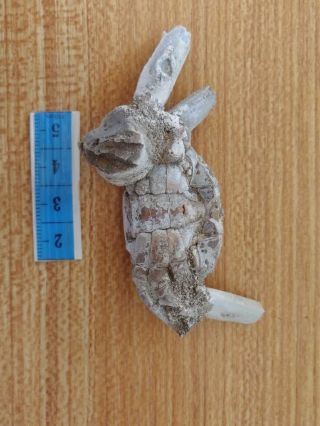 Rare preciou Crab Fossil specimen Madagascar Ac26 2