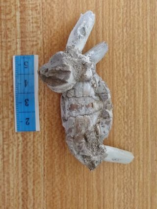 Rare preciou Crab Fossil specimen Madagascar Ac26 3