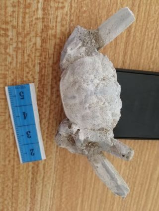 Rare preciou Crab Fossil specimen Madagascar Ac26 4