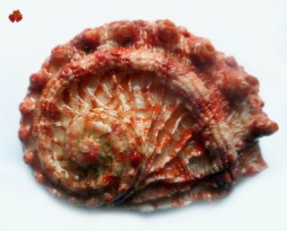 Haliotis Scalaris Jurien Bay,  West Australia 51,  8 Mm F3/ Gem Cute Bright Red