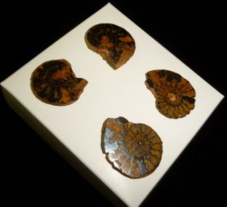Dino: 2 Ammonite Fossil Pairs - 24 grams 2