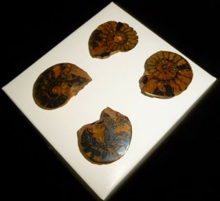 Dino: 2 Ammonite Fossil Pairs - 24 grams 3