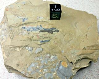 Ctenophore & Brachiopod Fossils – Chengjiang Biota– Lower Cambrian – Soft Bodied