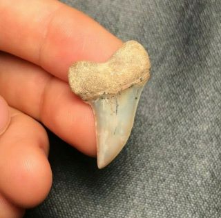 Sharp 1.  21 " Bakersfield Mako Shark Tooth Teeth Fossil Sharks Necklace Jaws Meg