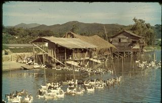 Commercial Color Slide Photo,  " Country View  Duck Farms " N.  T.  Hong Kong 1960 