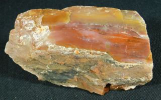 A Colorful 225 Million Year Old Polished Petrified Wood Fossil Arizona 377gr E