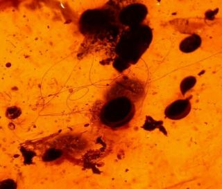 Cretaceous Mammal Hairs In Burmite Amber Fossil From Dinosaur Age Very Rare