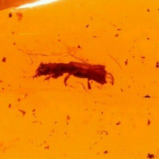 Beetle With Toothed Mandibles In Authentic Dominican Amber Fossil Gem
