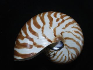 Formosa/seashell/nautilus Pompilius 100.  5mm