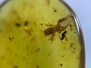 incomplete pygmy sand cricket Burmite Myanmar Amber insect fossil dinosaur age 2