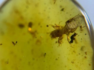 incomplete pygmy sand cricket Burmite Myanmar Amber insect fossil dinosaur age 4