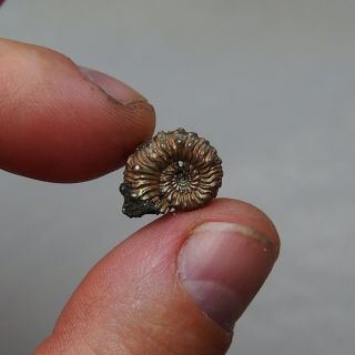 16mm Kosmoceras Pyrite Ammonite Fossils Callovian Fossilien Russia pendant 2