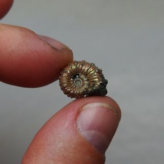 16mm Kosmoceras Pyrite Ammonite Fossils Callovian Fossilien Russia pendant 4