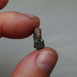 16mm Kosmoceras Pyrite Ammonite Fossils Callovian Fossilien Russia pendant 5