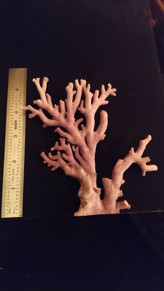 Raw Purple Coral
