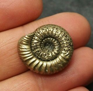 24mm Ammonite Pyrite Mineral Fossil Fossilien Ammoniten France Dino