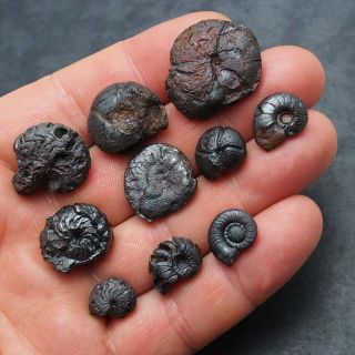 10x Goniatite 13 - 237mm Hematite Devonian Mineral Fossil Ammoniten Fossilien