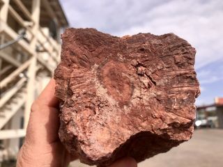 Reilly’s Rocks: Arizona Petrified Wood W/ Rare Polyrporites Wardii Fungus,  5 Lb