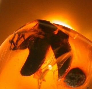 Beetle With Rarely Seen Open Wings In Burmite Amber Fossil From Dinosaur Age