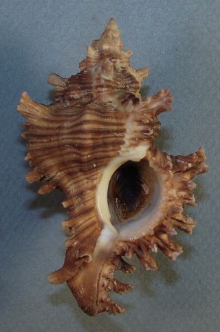 Murex Torrefactus 78.  69mm Rare Specimen Suva Harbor,  Fiji