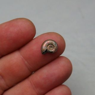 11mm Ammonite Pyrite Fossils Ryazan Russia Fossilien Pendant 3