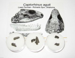 Permian Captorhinus Aguti Reptile Jaws With Teeth Richards Spur Oklahoma
