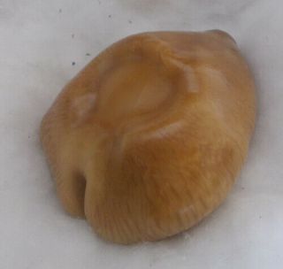 SHELL Cypraea (Barycypraea) caputviperae 46.  5mm 2