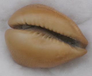 SHELL Cypraea (Barycypraea) caputviperae 46.  5mm 5