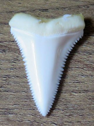 1.  398 " Lower Nature Modern Great White Shark Tooth (teeth)
