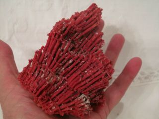 Red Coral Natural Specimen - Non Dyed - 4 1/4 Inches X 3 1/4 Inches