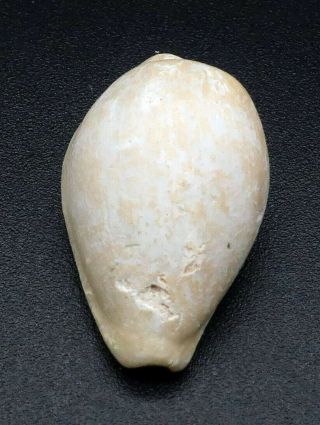 Cypraea Notocupraea darraghi 21.  9 mm W Australia Pliocene 4