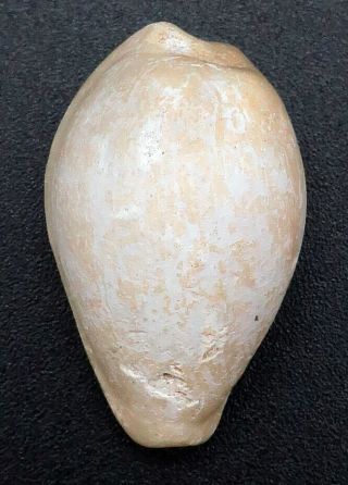 Cypraea Notocupraea darraghi 21.  9 mm W Australia Pliocene 5