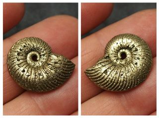 24mm Quenstedtoceras Pyrite Ammonite Fossils Callovian Fossilien Russia Pendant