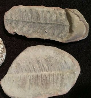 Rare Museum Grade Fern Fossil,  Oblong Stone Rock Split Open